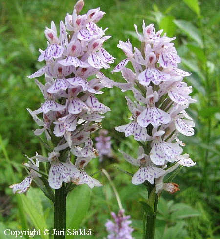 Maariank&auml;mmekk&auml; - jungfru marie nycklar - Dactylorhiza maculata